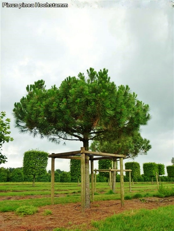 Pinus pinea Hochstamm