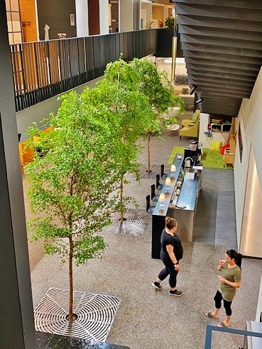 Baum im Raum Treppenaugang oder Foyer - online planen und kaufen - Österreich Bucida Baum Ausstellung Hohenems Oesterreich