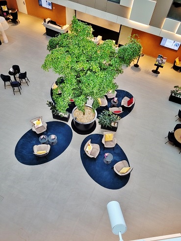 Bucida Baum Hotel Airport Genf - Baum Innenraum kaufen Bucida Baum Hotel Airport Genf kaufen
