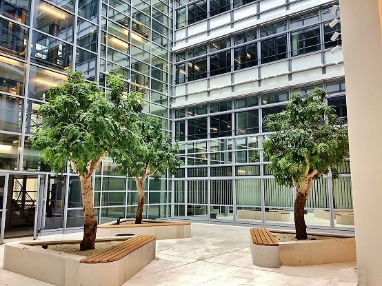 Ceratonia Baum Jannowitz Center Berlin - Atrium Innenraum - Johannisbrotbaum kaufen Ceratonia Baum Jannowitz Center Berlin Atrium Innenraum