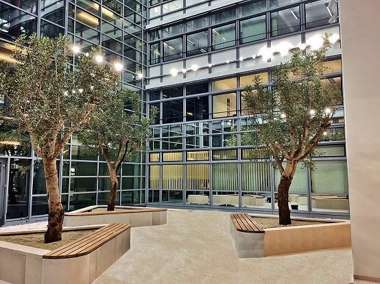 Atriumbegrünung Berlin - Ceratonia Innenraum Baum - Johannisbrotbaum Ceratonia Innenraum Baum Berlin johannisbrotbaum