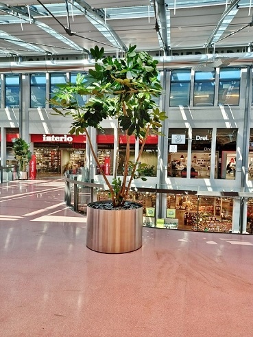 Einkaufszentrum Wien Schefflera - Pflanzen kaufen Einkaufszentrum Wien Schefflera Pflanzen kaufen