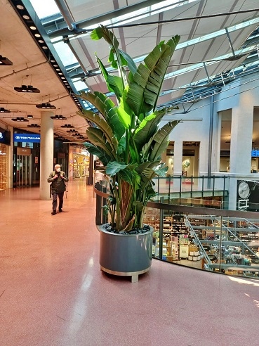 Shopping Mall Wien Strelitzia begrünt - Pflanze kaufen Shopping Mall Wien Strelitzia begruent kaufen