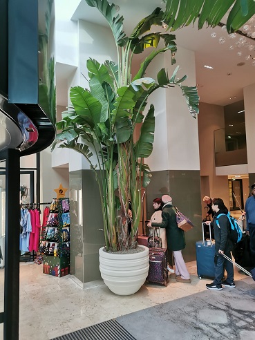 Strelitzia Pflanze im Hotel in Wien - online planen und kaufen - Österreich Baum Pflanze im raum Wien Hotel kaufen