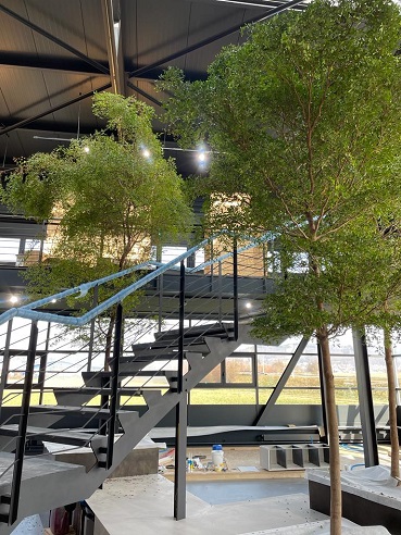 Bucida Baum im Raum - Schweiz Ausstellungsraum - planen und kaufen Baum im Raum Bucida kaufen Schweiz Ausstellungsraum