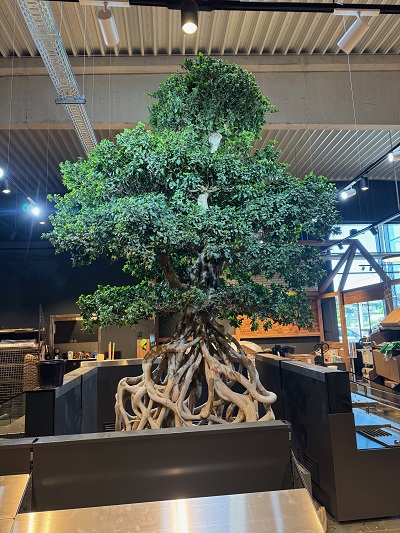 Baum im Raum spezielle Baumexemplare online planen kaufen