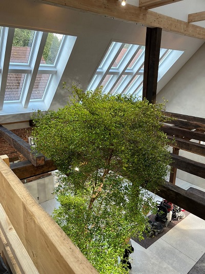 Baum im raum galerie planen kaufen