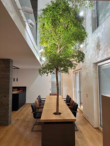 Bucida Baum im Raum im Tisch