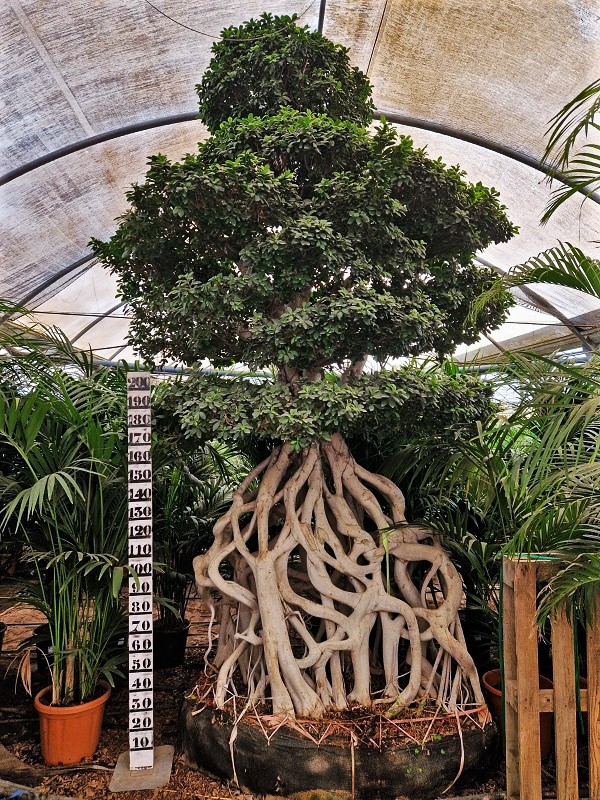 Ficus microcarpa 450 500cm planen online kaufen