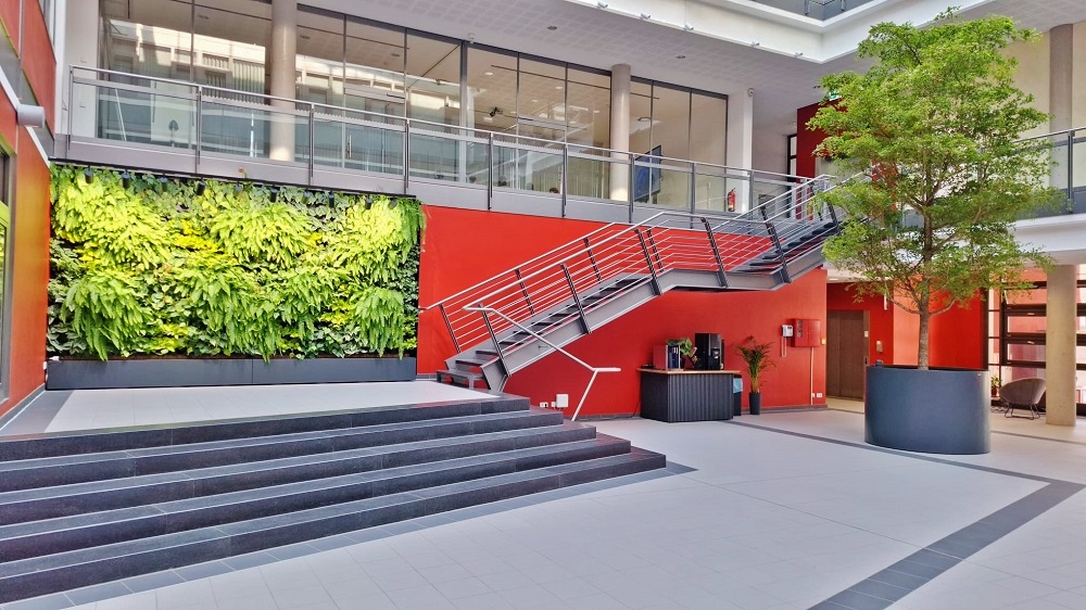 Bucida buceras Baum und Greenwall - Magdeburg - online planen, kaufen und pflanzen Greenwall gruene Wand Bucida buceras Magdeburg Sachsen Anhalt planen kaufen pflanzen