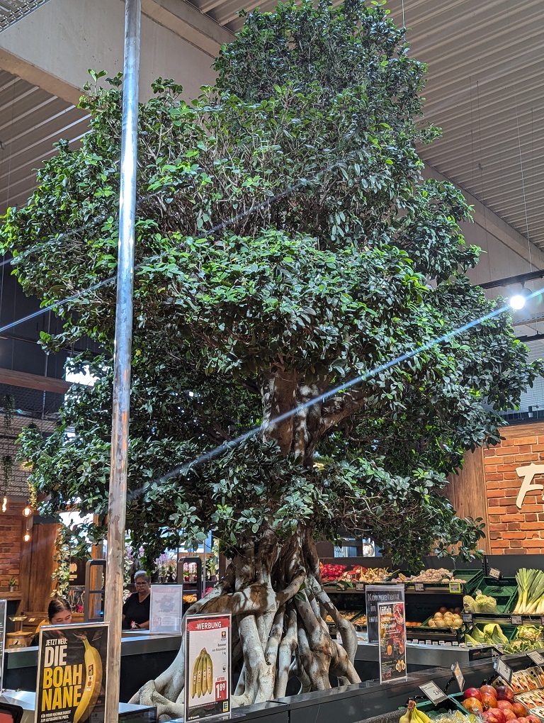 Microcarpa komplett mit Pflanzenlich ausgeleuchtet EDEKA vor Rügen