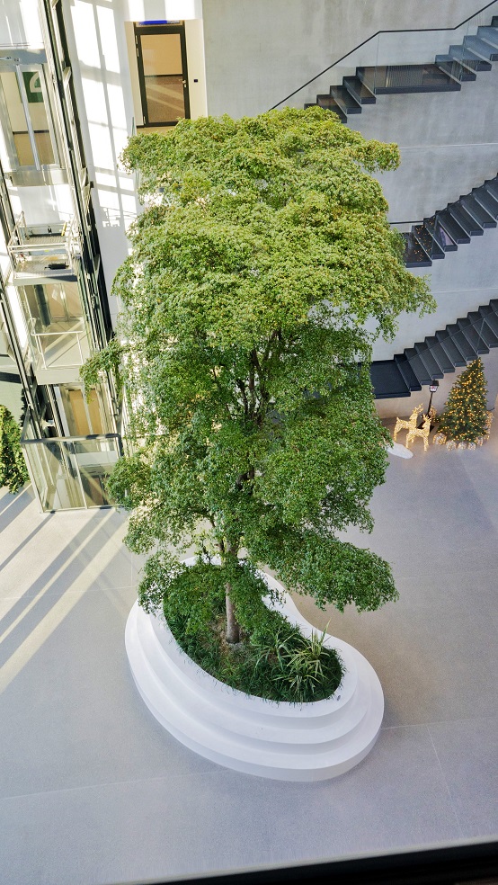 grosser lebender bucida baum im raum online kaufen