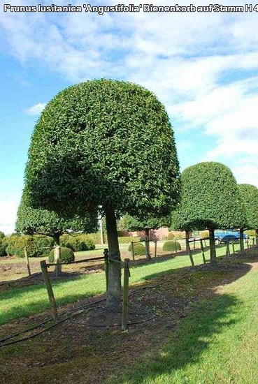 Prunus lusitanica Angustifolia 450cm St 160 180cm