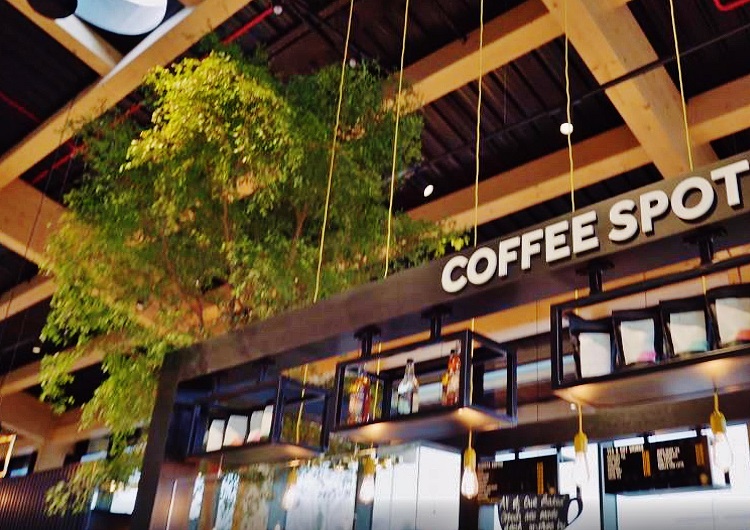 Bucida buceras Irland Shopping Center von Botanic International