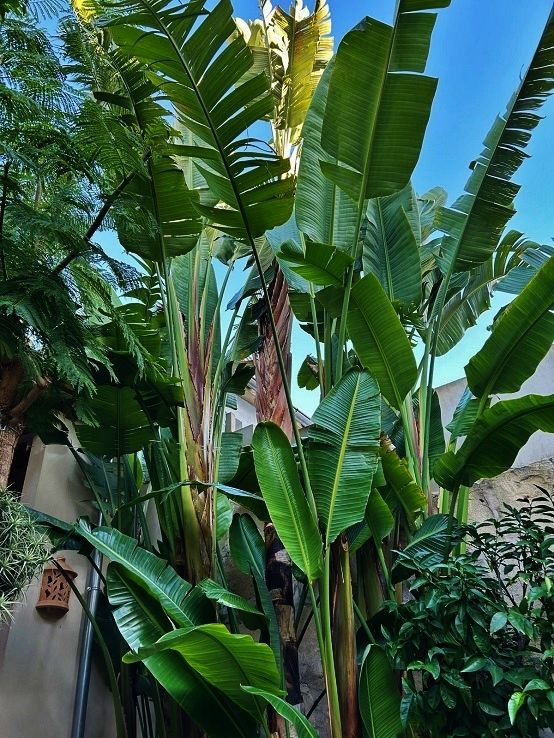 Stelitzia nicolai kaufen