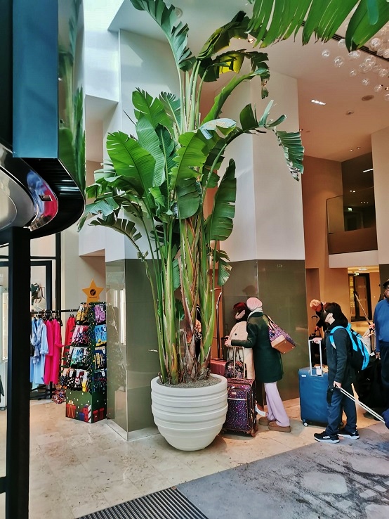 Strelitzia nicolai 450cm Hotelpflanze Wien online planen kaufen