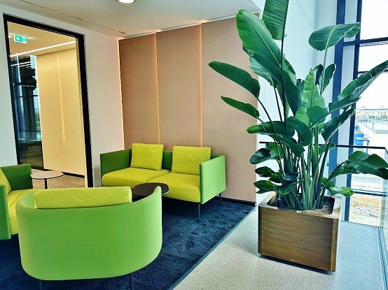 Strelitzia nicolai lounge bereich in wuerfel online 2m kaufen