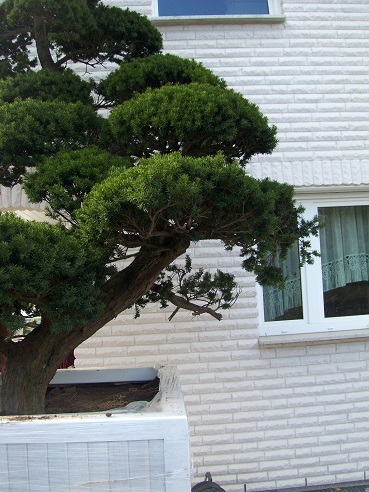 taxus-cuspidata-buy now Taxus planted buy
