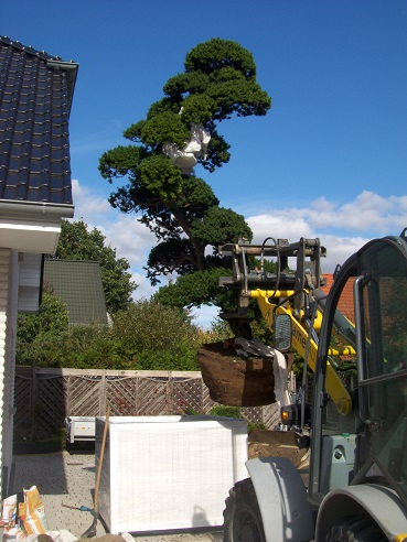 Taxus planting