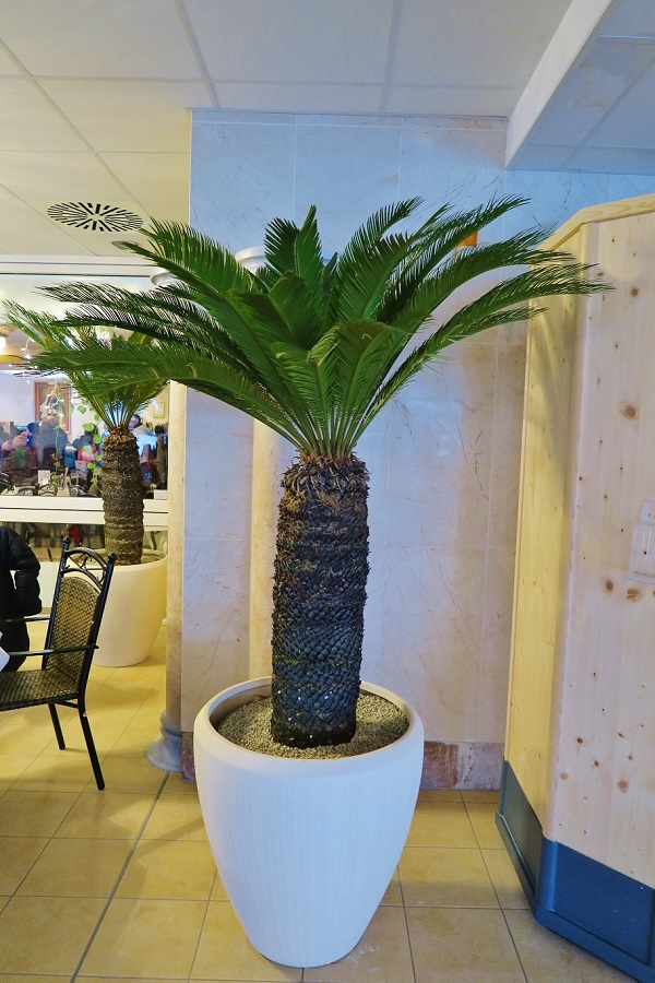 Palmfarn Cycas in Therme kaufen