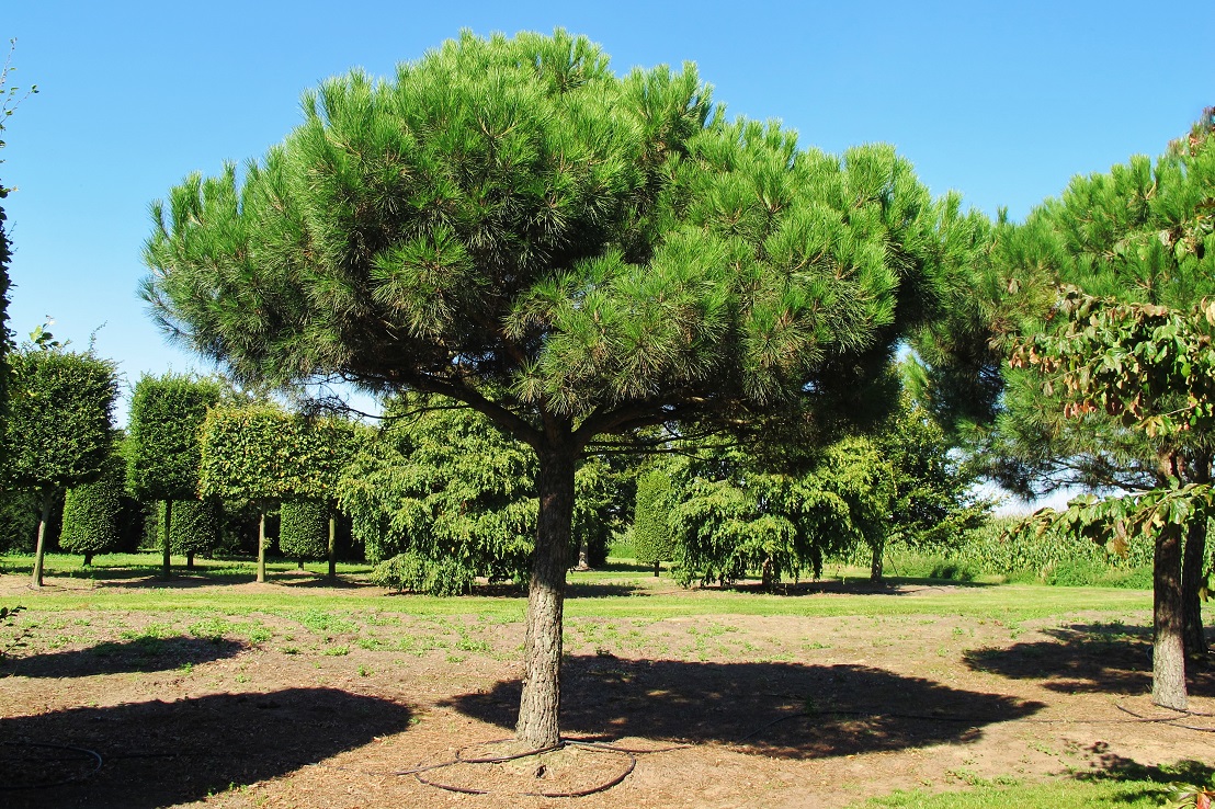 Toskana Pinus kaufen