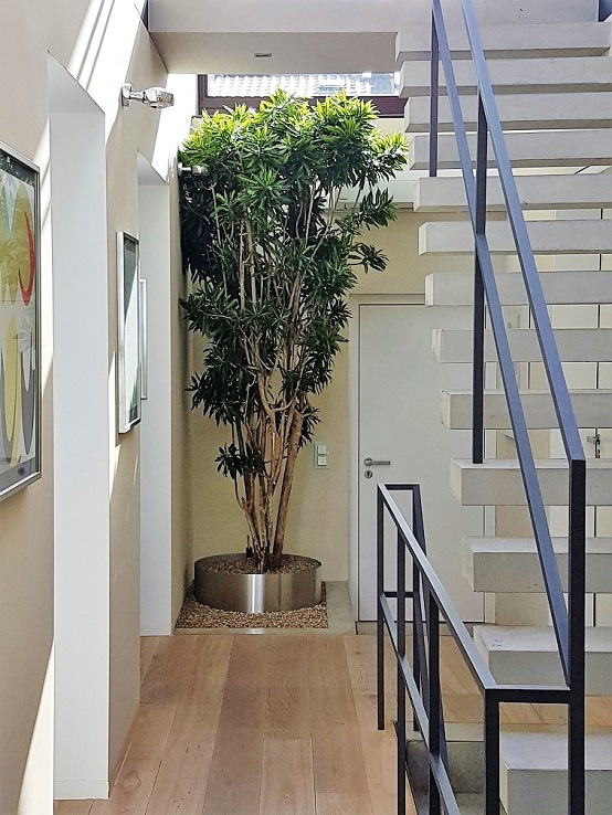Dracaena reflexa or Pleomele reflexa at the staircase of a private home buy online