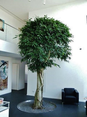 ficus alii im boden gepflanzt