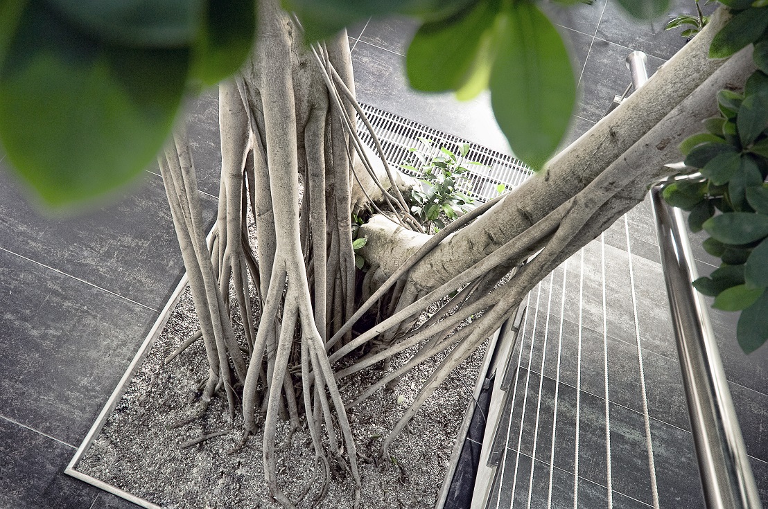 Microcarpa mit Stelzwurzel und Luftwurzel am Eingang und Treppenaufgang - online kaufen microcarpa stelzwurzel luftwurzel pflanze kaufen