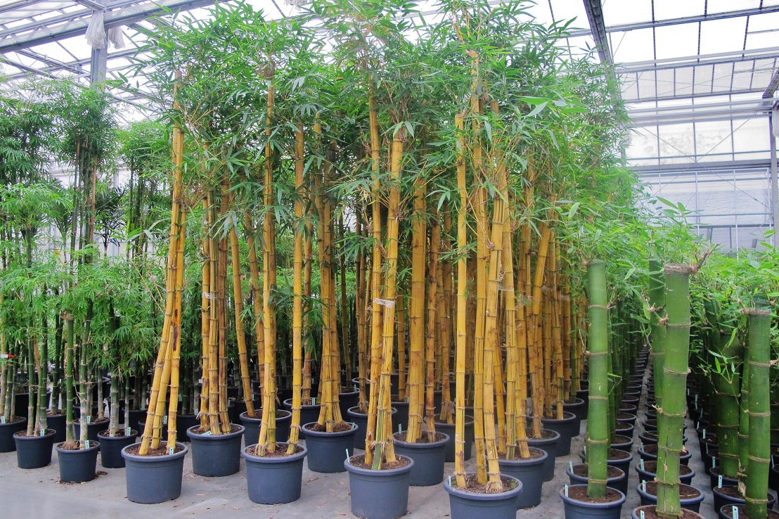 Tropical bambusa vulgaris buy