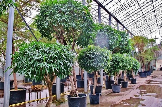 Ficus Amstelking baum inennraum verschiedene groessen kaufen