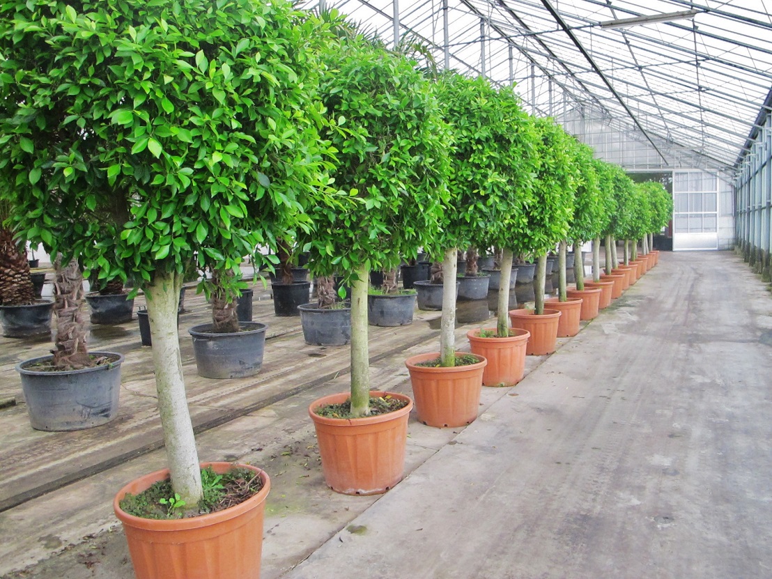 Kugelhochstamm ficus nitida online kaufen