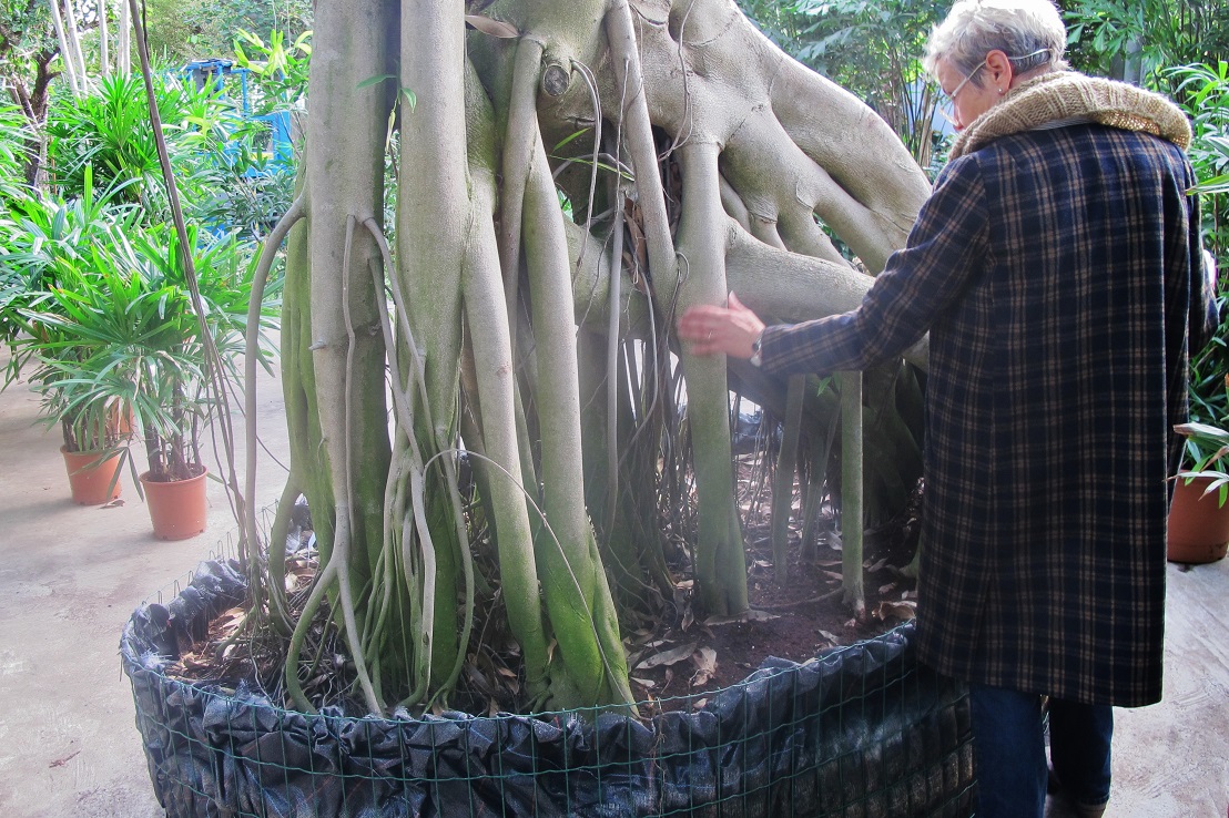 Mangroven Stelzwurzel Ficus Baum kaufen