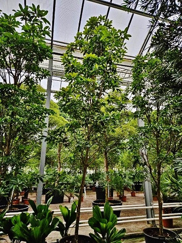 Manilkara zapota - Breiapfelbaum ab 400cm bzw. 4m hoch - online kaufen Manilkara zapota breiapfelbaum kaufen