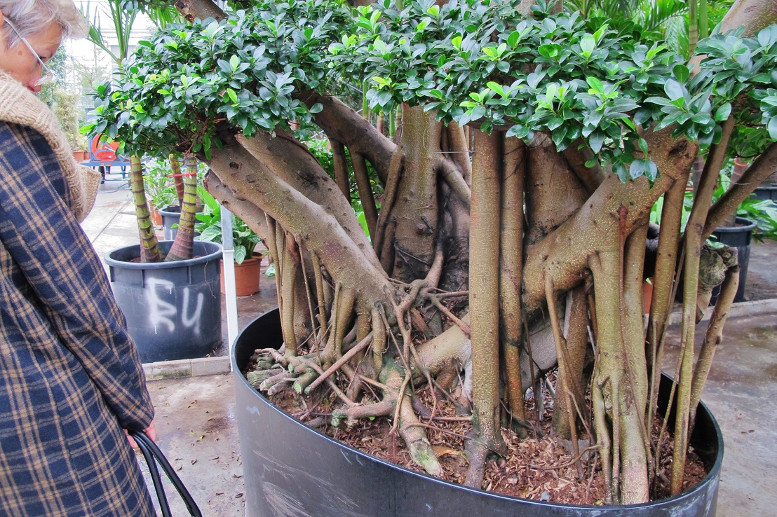 Microcarpa Stelzwurzel Luftwurzel baum kaufen mangrove