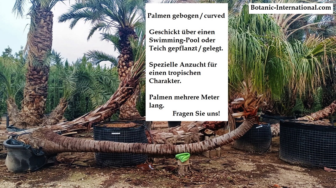 Palme gebogen ueber pool stein rasen online planen kaufen