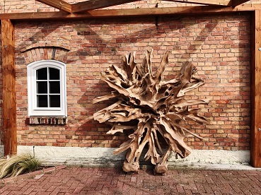 Tropenwurzel Stern Nr.6132 kaufen