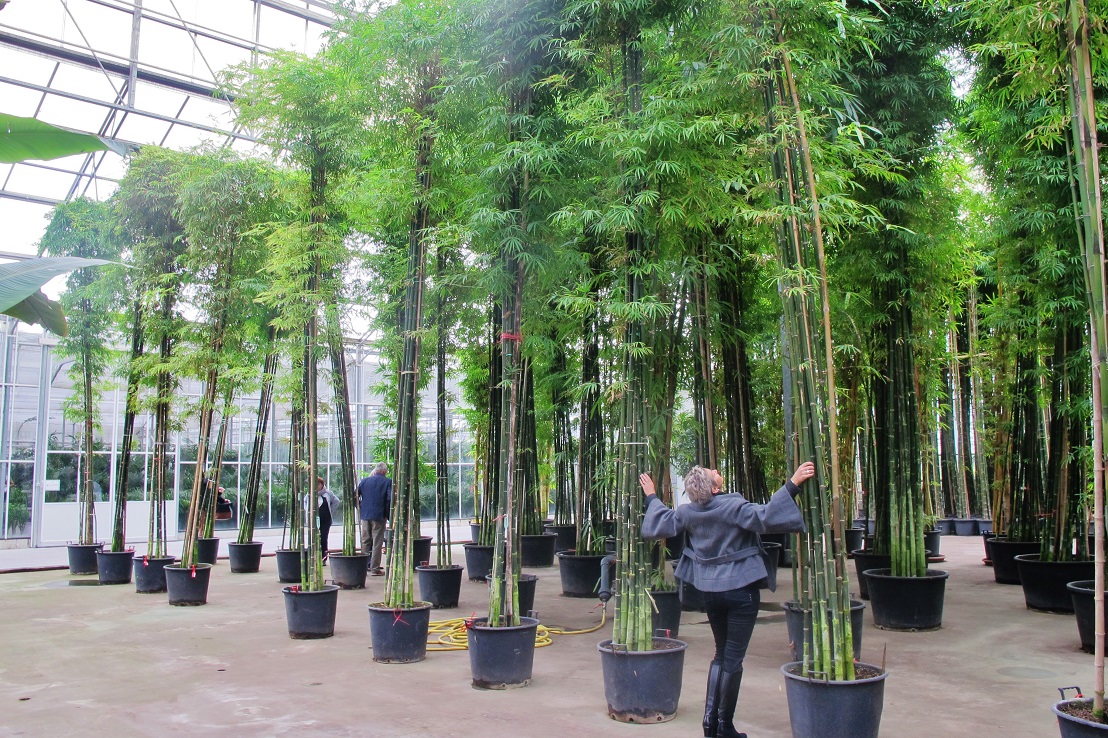Tropische Bambusa siamensis kaufen