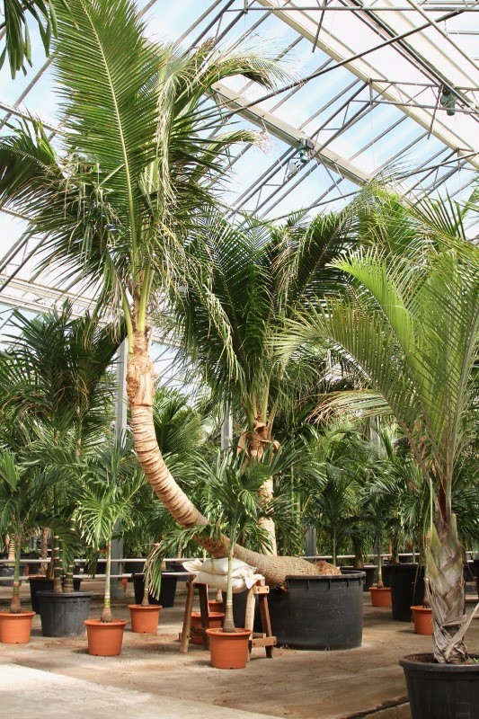 cocos nucifera gebogener Stamm