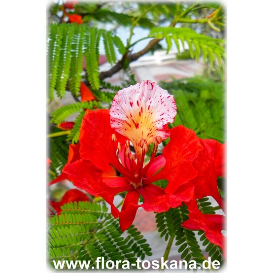 Delonix regia Flammenbaum flamboyant - kaufen delonix regia flammenbaum flamboyant Botanic International
