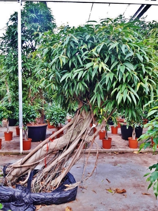 ficus alli amstelking mehrstamm schraeg