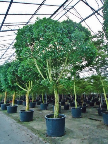 Old Ficus trees buy online