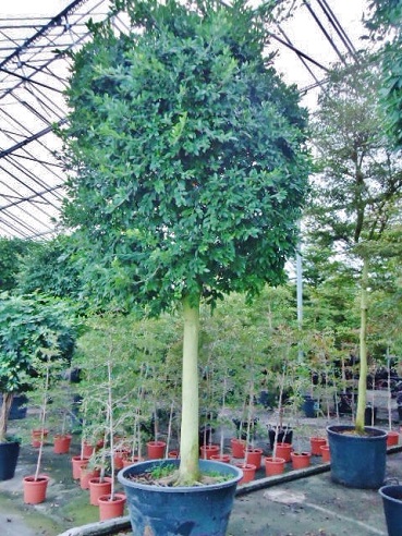 Gigant Ficus nitida tree buy