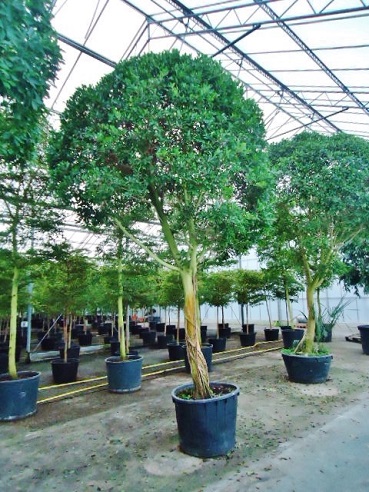 Great Ficus nitida buy online