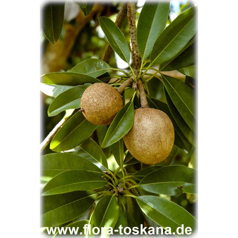 Manilkara zapota - Breiapfelbaum - Sapodilla - Kaugummibaum - Online kaufen manilkara zapota breiapfelbaum sapodilla kaugummibaum