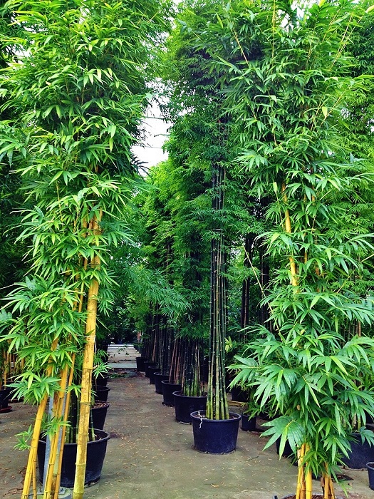 Bambusa siamensis bamboo buy