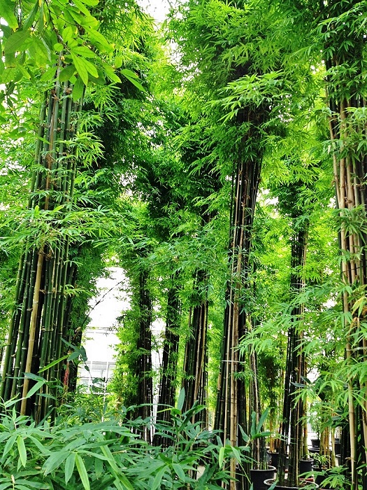 bambusa siamensis bamboo tropical buy