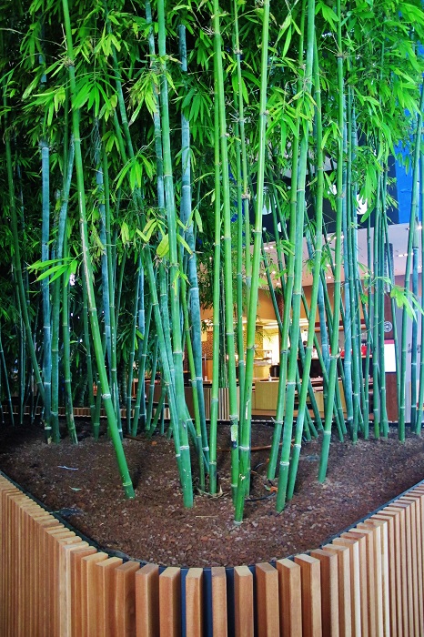 Buy bamboo tropical tropical greenery buy online