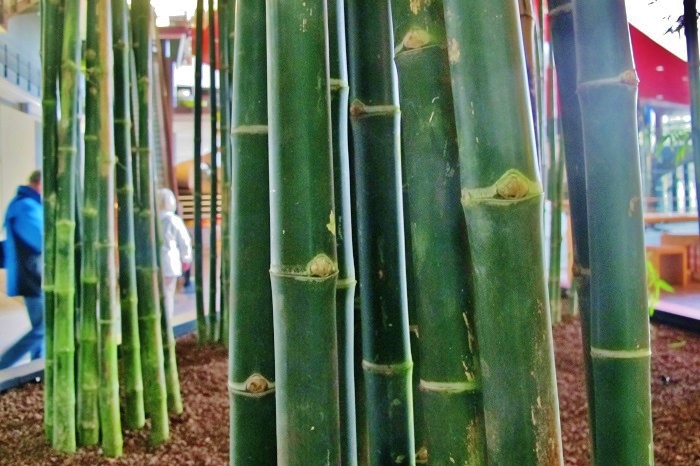 tropischer bambus pflanzen kaufen
