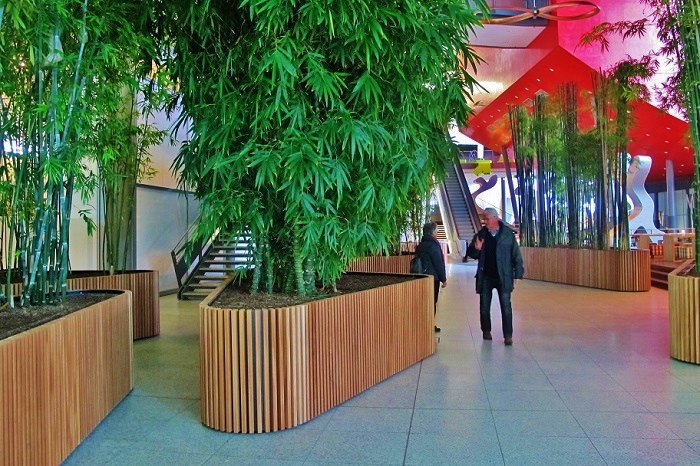 Mega large Bamboo buy
