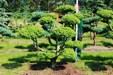 Ulmus Bonsai kaufen